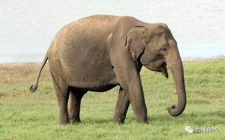 娱乐吃瓜酱大象鼻子,揭秘娱乐圈的神秘面纱